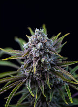 Load image into Gallery viewer, Mendoz Stomper