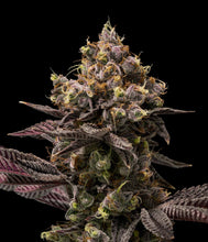 Charger l'image dans la galerie, Mint Chocolate Chip