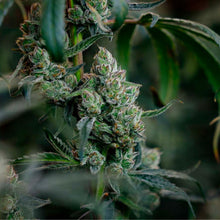 Load image into Gallery viewer, BC Organic Dancehall CBD