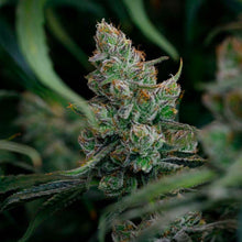 Load image into Gallery viewer, BC Organic Dancehall CBD