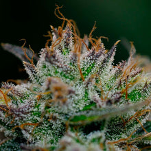 Load image into Gallery viewer, BC Organic Dancehall CBD