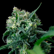 Load image into Gallery viewer, BC Organic Girl Scout Platinum
