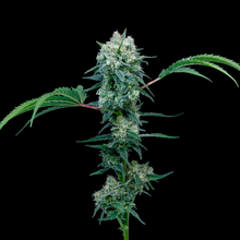 Load image into Gallery viewer, BC Organic Girl Scout Platinum