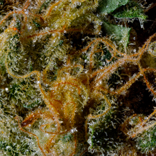 Load image into Gallery viewer, BC Organic Girl Scout Platinum
