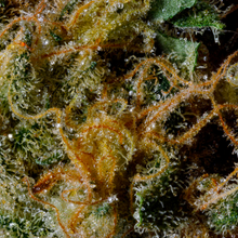 Load image into Gallery viewer, BC Organic Girl Scout Platinum