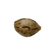 Load image into Gallery viewer, Tangicot Kushies Semi-Auto Seeds