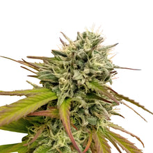 Load image into Gallery viewer, Pink Plum Kush Regular Semi-Auto Seeds