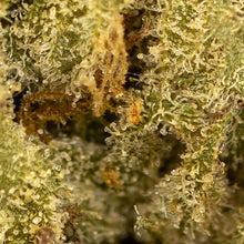 Load image into Gallery viewer, Apricot Kush