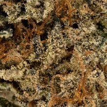 Load image into Gallery viewer, Crescendo