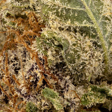 Load image into Gallery viewer, Grape Pupil