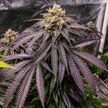 Load image into Gallery viewer, Tiki Madman Disco Tiger Regular Seeds