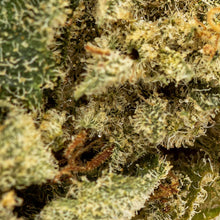 Load image into Gallery viewer, Sin Mints