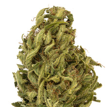 Load image into Gallery viewer, Umpqua CBD