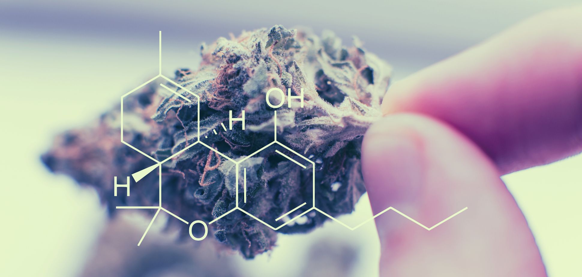 The Truth About THC: Why Cannabis Strength Isn’t Measured by THC Alone