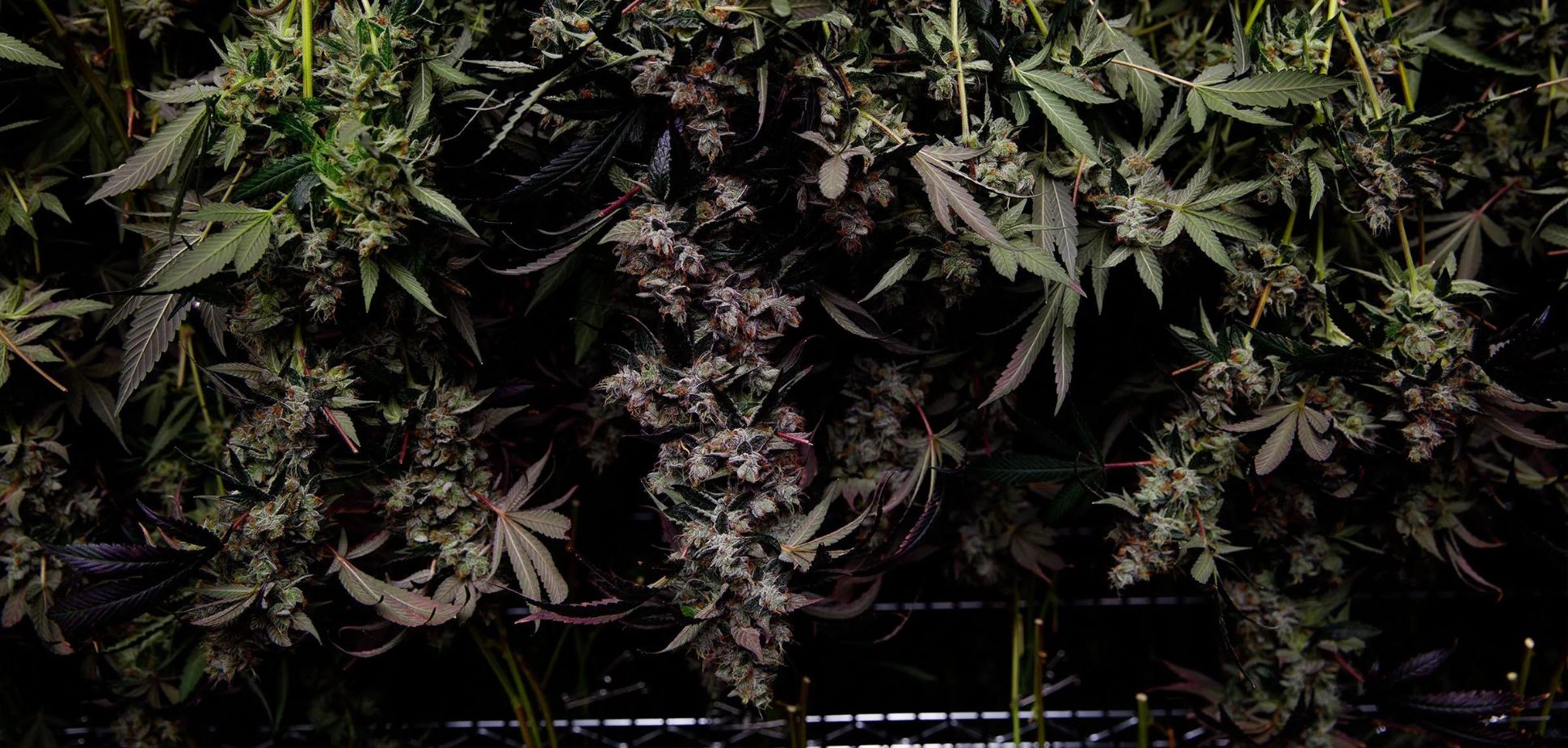#3: Coast Mountain: The Organic Choice For Craft Cannabis
