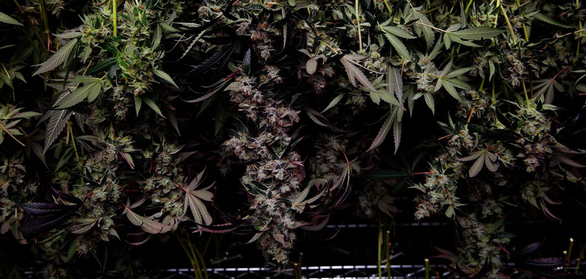 Coast Mountain: The Organic Choice For Craft Cannabis