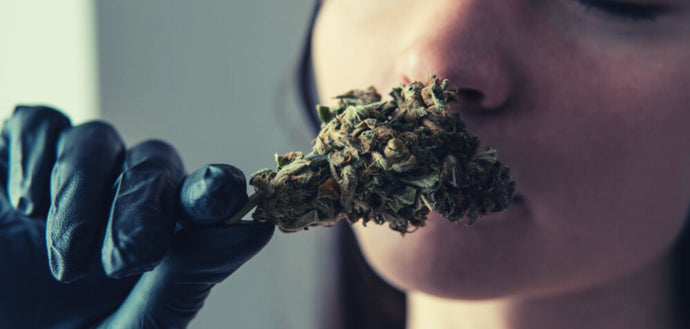 Savour the Flavour: The Fine Art of Cannabis Tasting