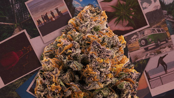 Herbal Dispatch Brings On Industry Veteran As Strategic Advisor