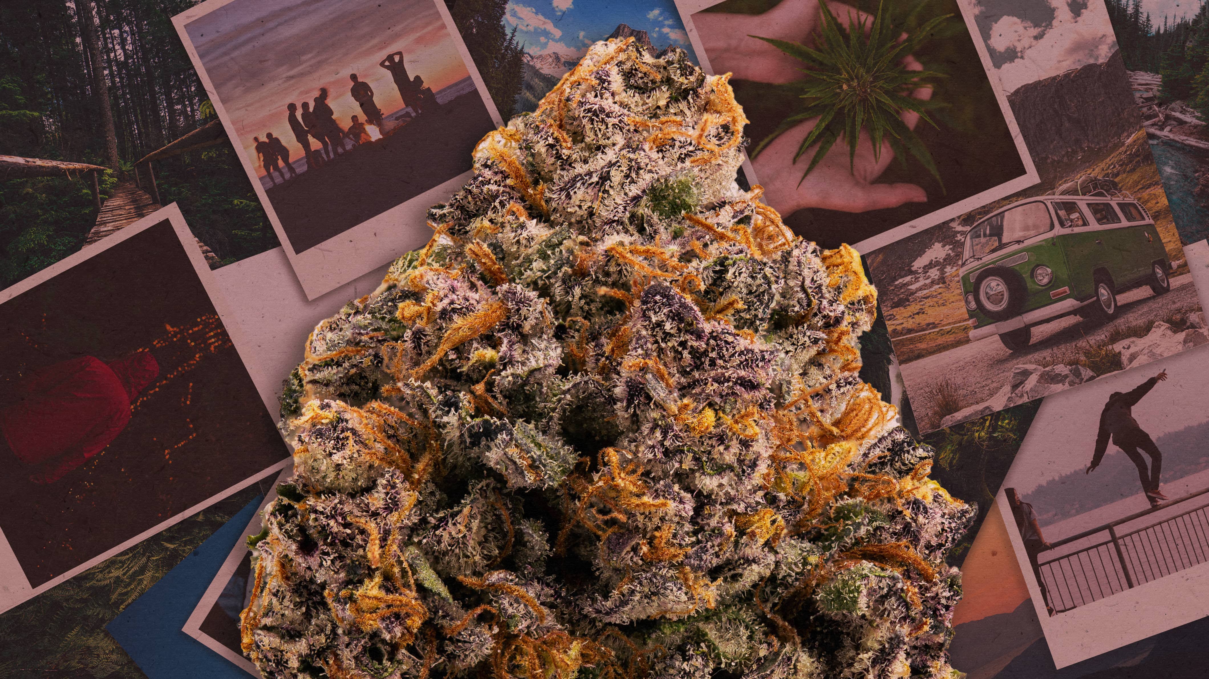 Herbal Dispatch Completes $600,000 Debt Financing