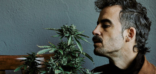 #166: The Nose Knows: Why Aroma Is Replacing THC as Cannabis King