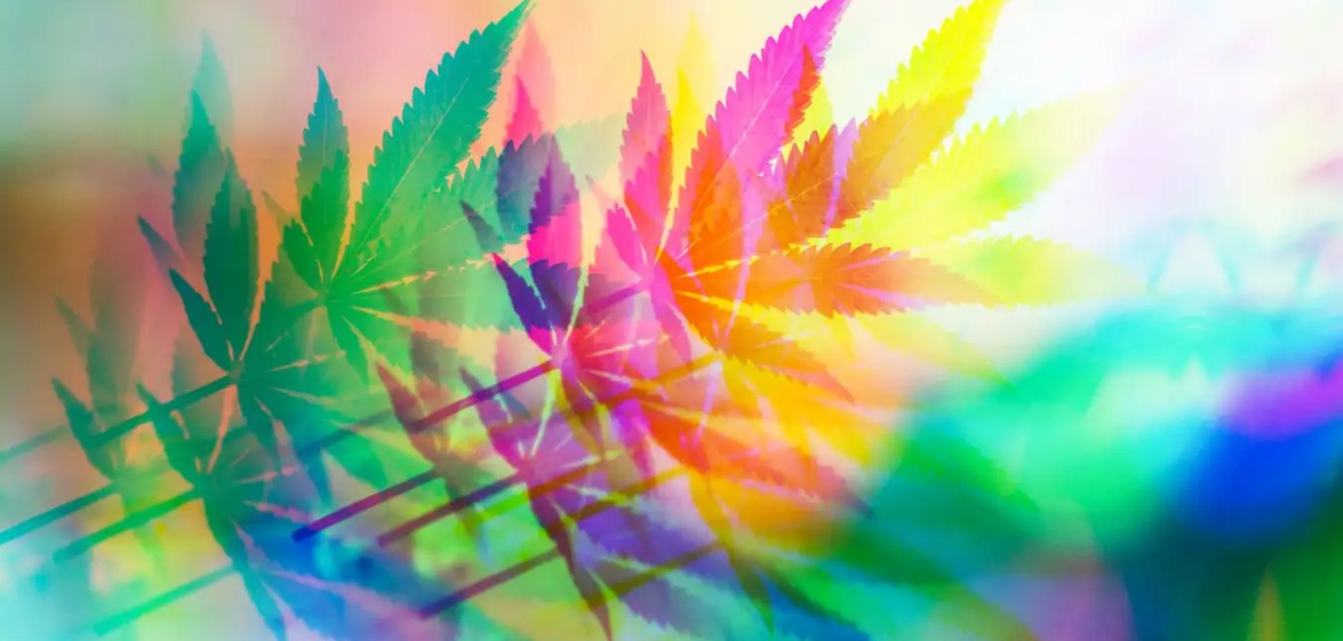 #162: The Creative High: How Terpenes Shape Artistic Thinking