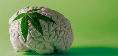 #200 Does Cannabis Kill Brain Cells? Here’s What the Evidence Says