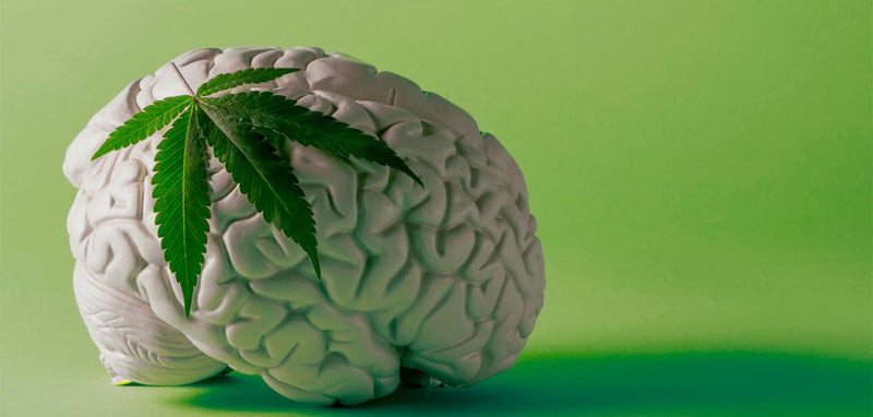 #200 Does Cannabis Kill Brain Cells? Here’s What the Evidence Says
