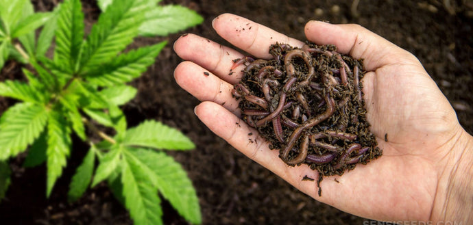 #156: Living Soil 101: What It Is and Why It Matters