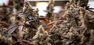 #179: Meet Sweetgrass Cannabis: Certified Organic, Living Soil Craft From the Kootenays