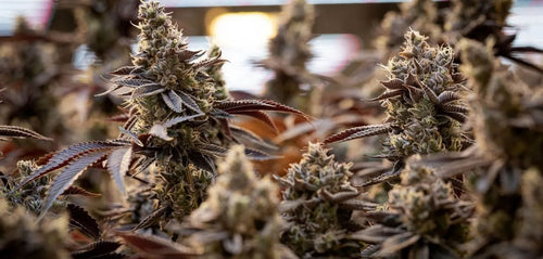 #179: Meet Sweetgrass Cannabis: Certified Organic, Living Soil Craft From the Kootenays