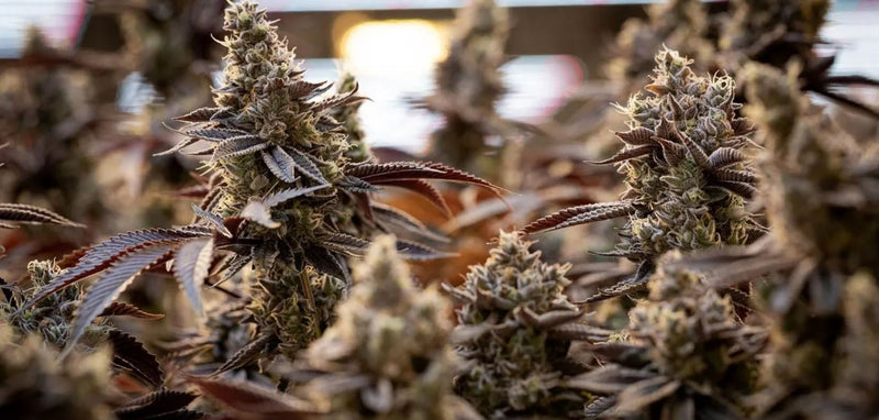 #179: Meet Sweetgrass Cannabis: Certified Organic, Living Soil Craft From the Kootenays