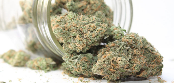 #123: The Secret to Better Bud: Why Post-Purchase Curing Matters