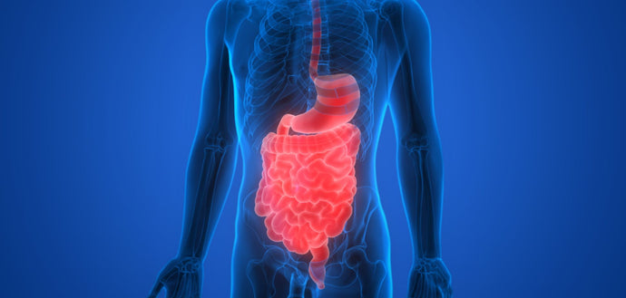 #140: The Hidden Highway: How Cannabis Transforms Your Gut-Brain Connection