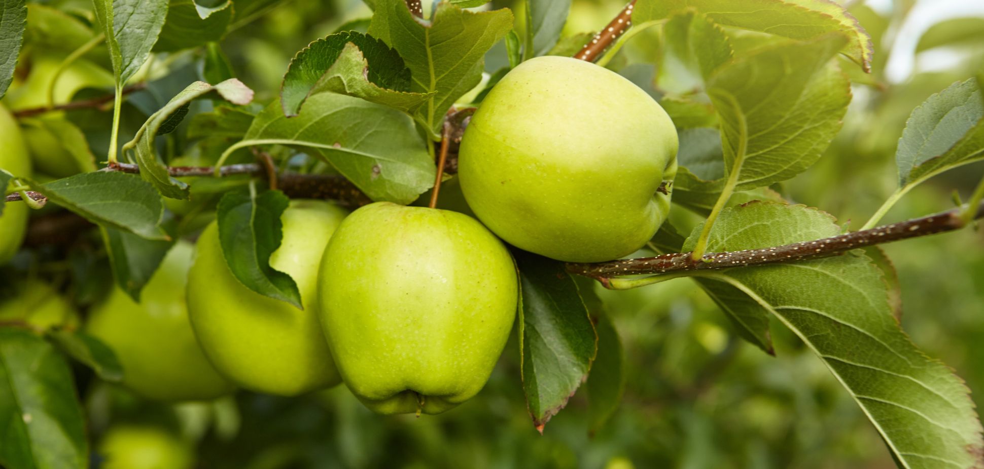 #127: Meet Farnesene: The Green Apple Terpene with Big Potential