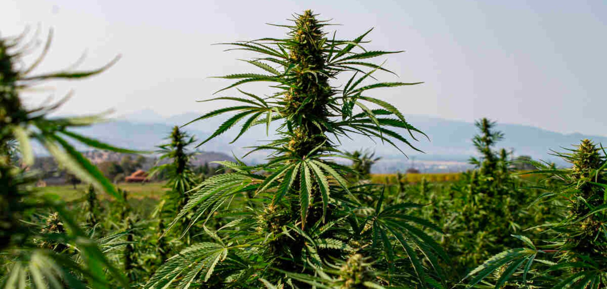 #37: Exploring the Origins: A Journey into the World of Landrace Strains