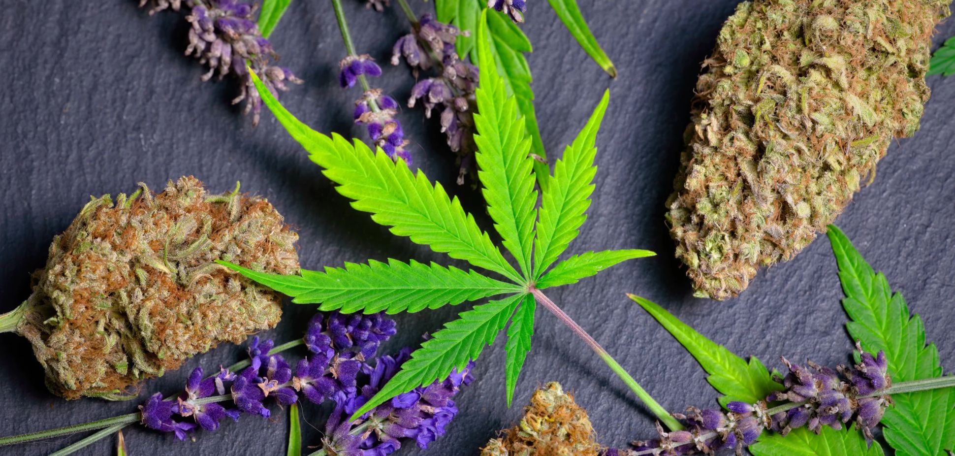 #118: Meet Linalool: A Minor Terpene with Major Therapeutic Potential