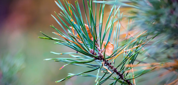 The Magic of Pinene: From Forest Walks to Cannabis Relief