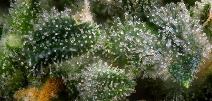 Unlocking the Secrets of Terpenes: The Aromas That Define Your High