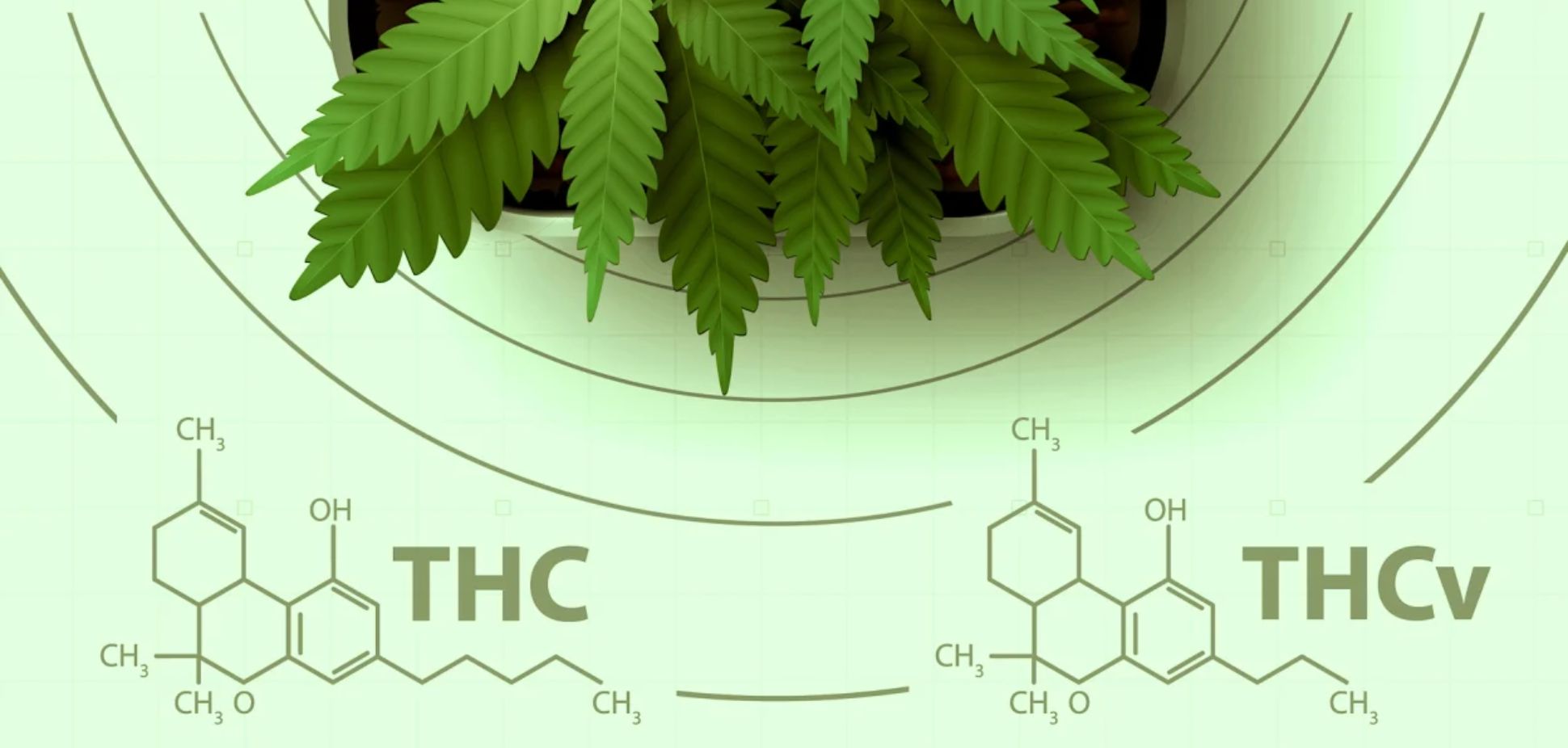 #121: THCV: The ‘Diet Weed’ Cannabinoid