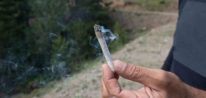 Fact or Myth: Can You Judge Cannabis Quality by Its Ash?