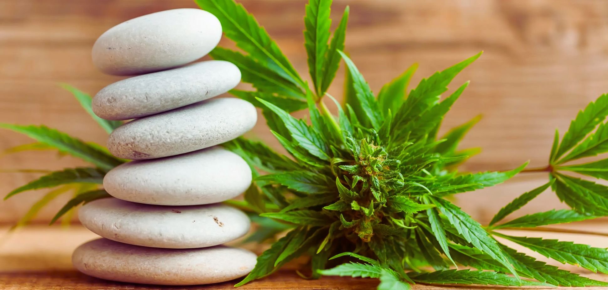 From Anxiety to Zen: Cannabis and Its Effects on Mental Health