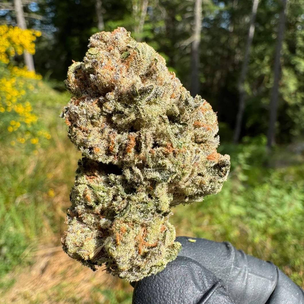 Alien Gorilla