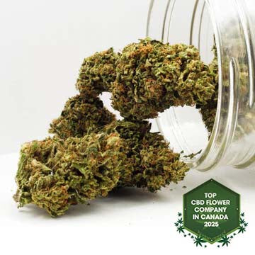 Day Dreamin' Infused CBD Flower