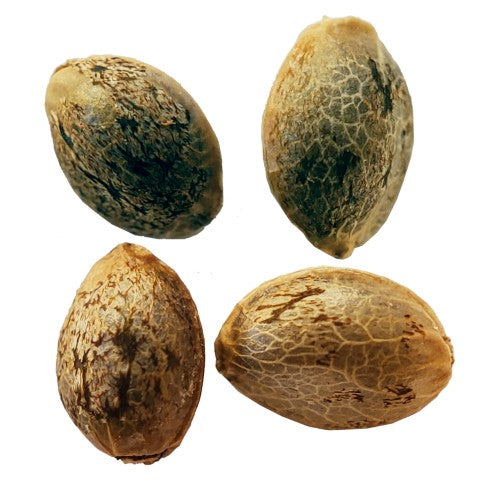 Purple Romulan Fast Flowering Feminized Seeds – Herbal Dispatch