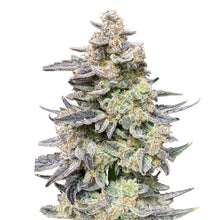 Load image into Gallery viewer, Man Bobby Alien Widow Seeds
