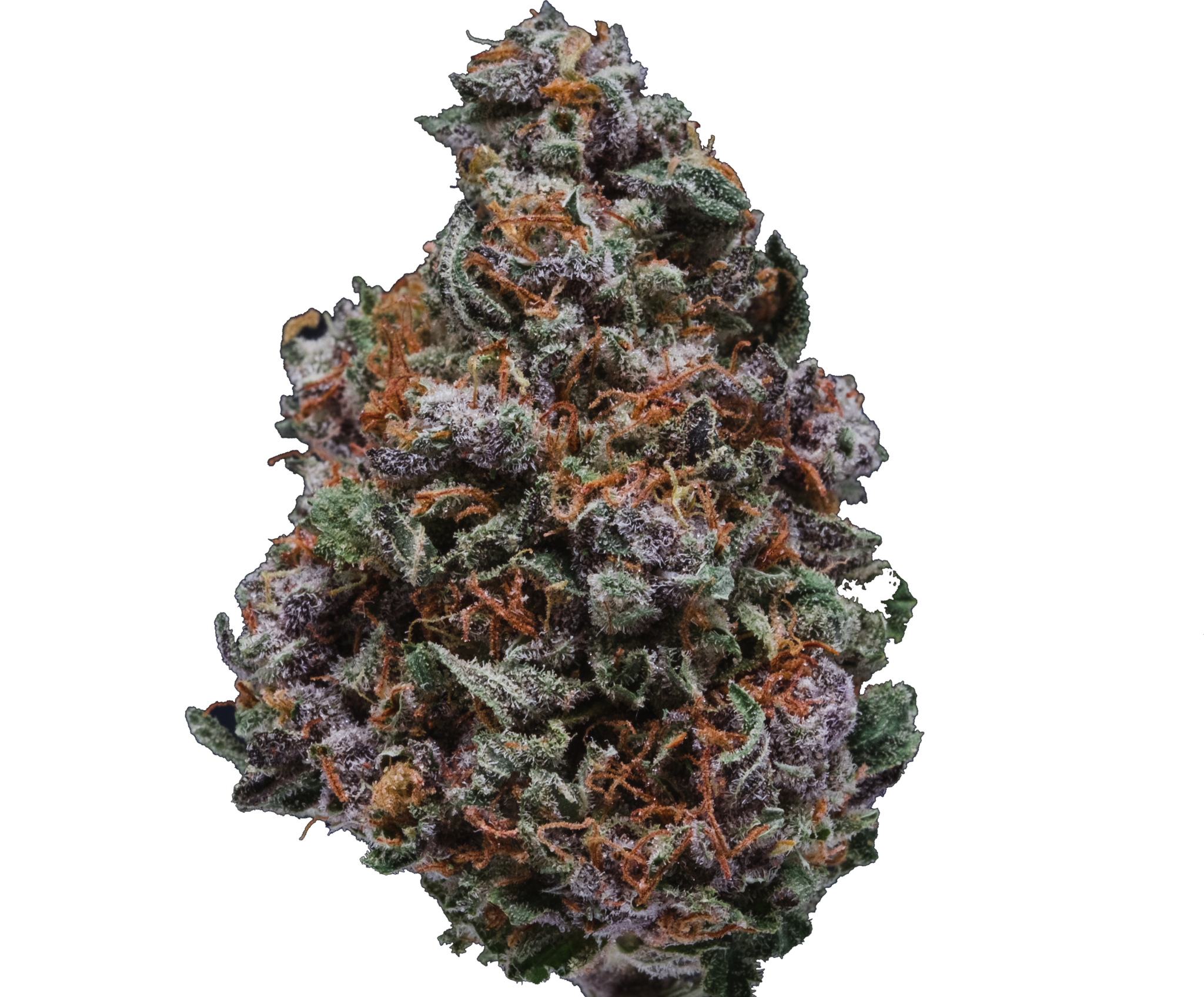 Do-Si-Dos – Herbal Dispatch