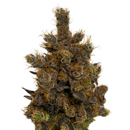 Hot Tea Feminized Seeds