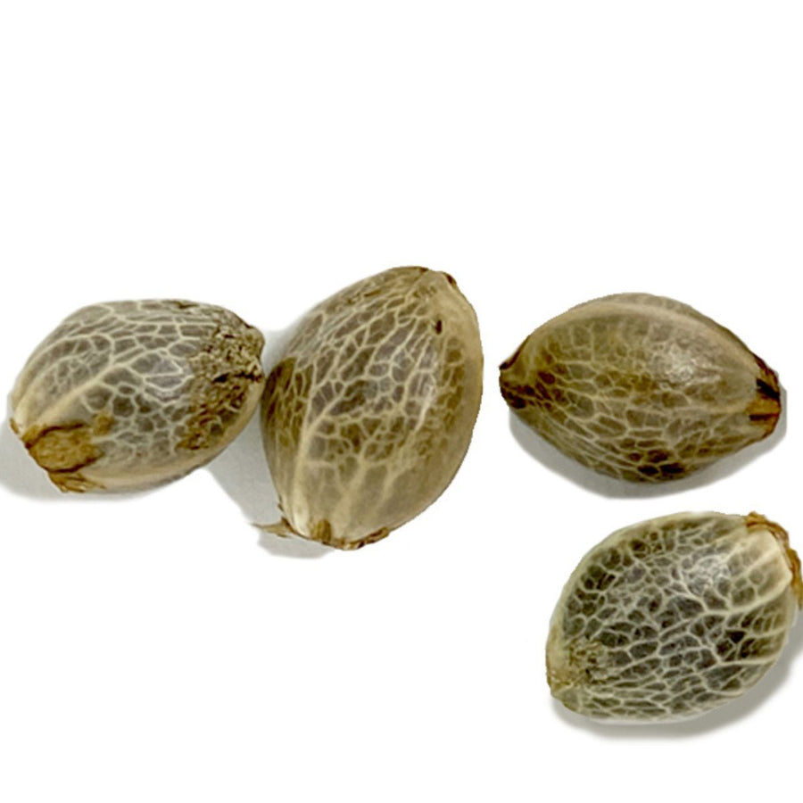 Lemon Sunshine Feminized Seeds