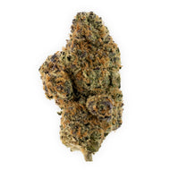 Strawberry Falcon