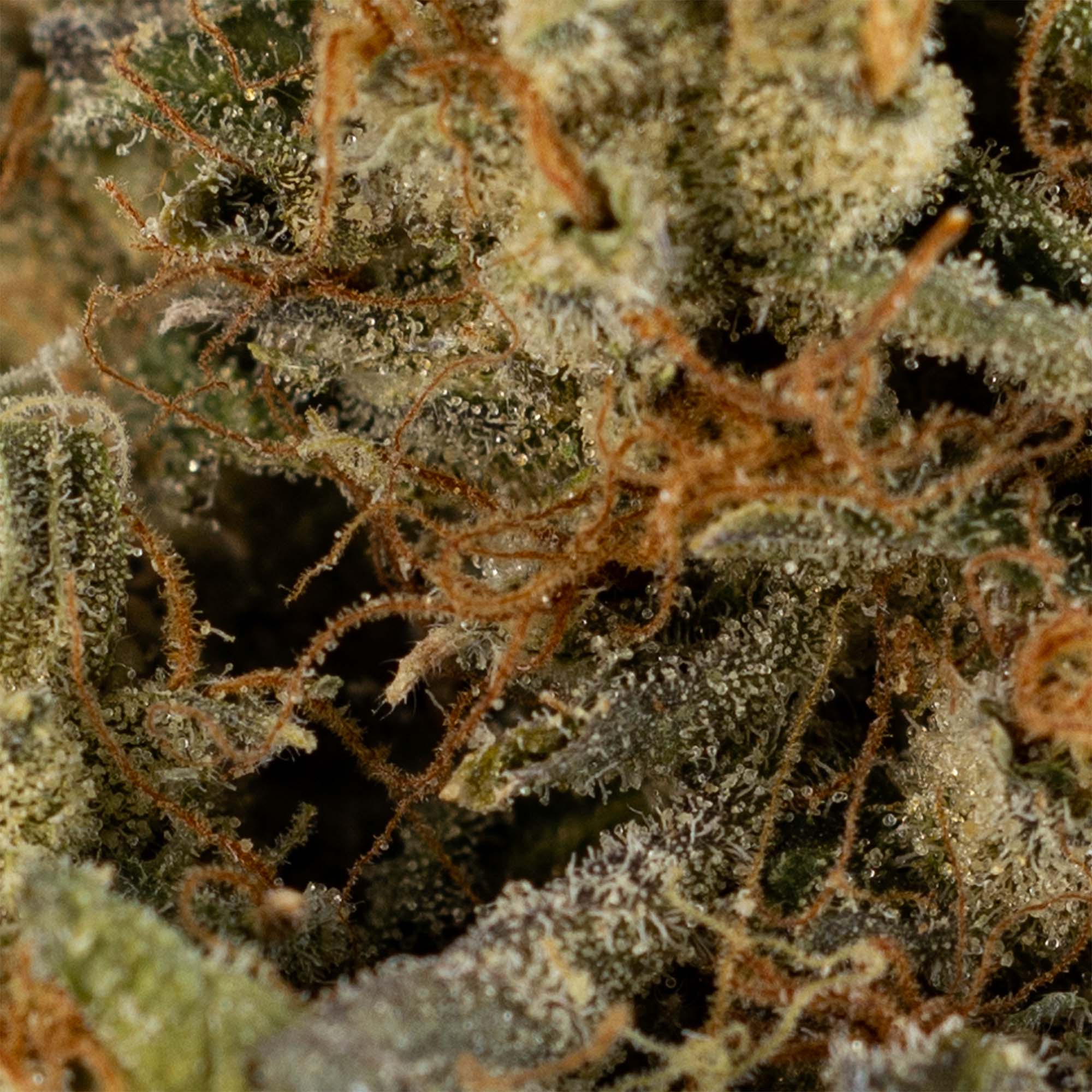 Triangle Kush Herbal Dispatch Triangle Kush Herbal Dispatch
